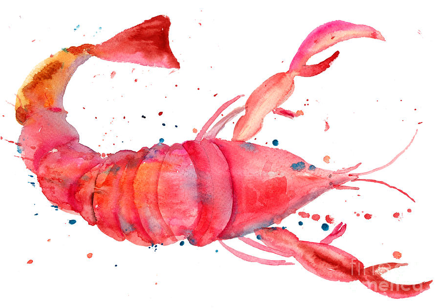 Watercolor illustration of lobster Painting by Regina Jershova