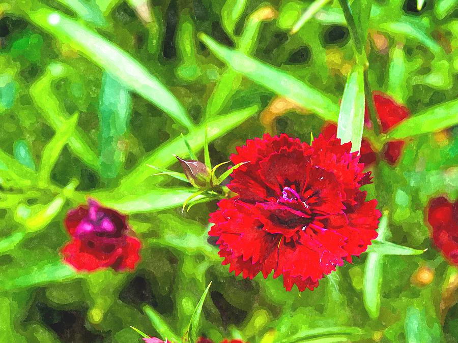 Nature Painting - Watercolor of red telstar Carmine Rose in nature by Ammar Mas-oo-di