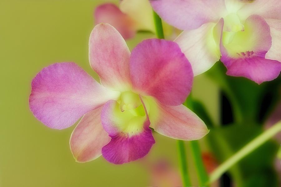 Watercolor Orchid Photograph by Jade Moon 
