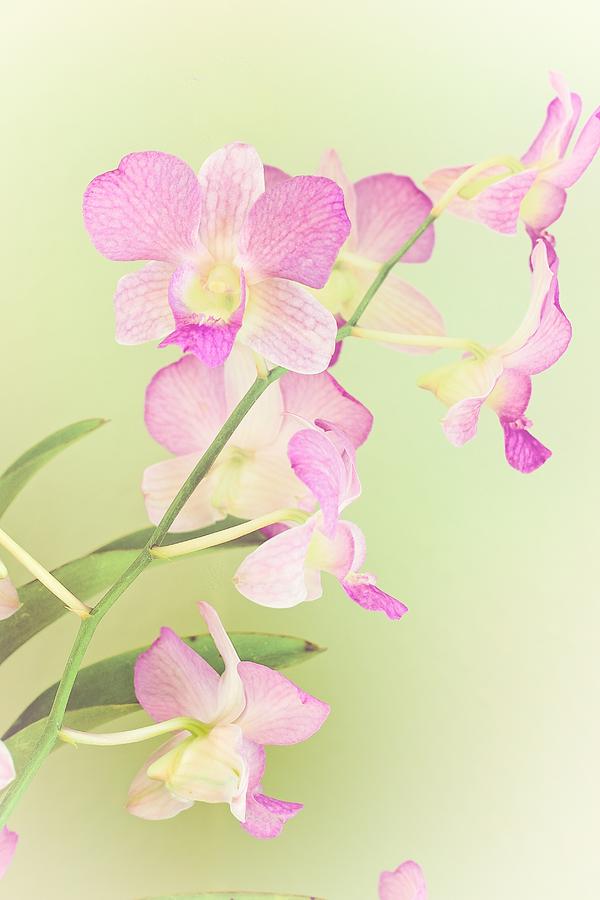 Watercolor Orchids Photograph by Jade Moon 