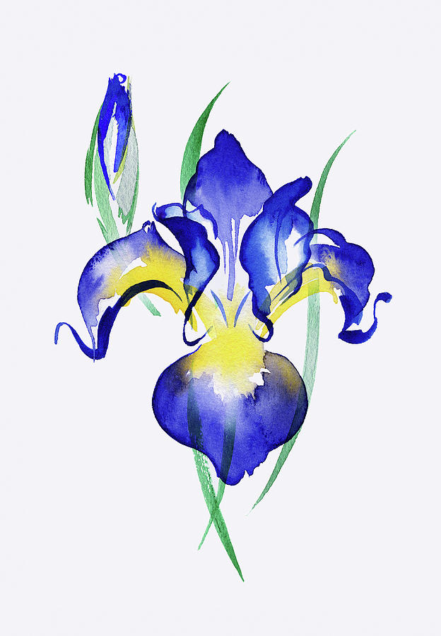 Watercolor Painting Of Blue Irises Painting by Ikon Images