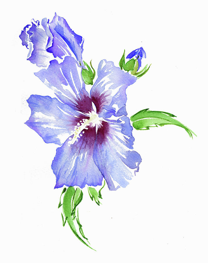 Watercolor Painting Of Hibiscus Painting by Ikon Images