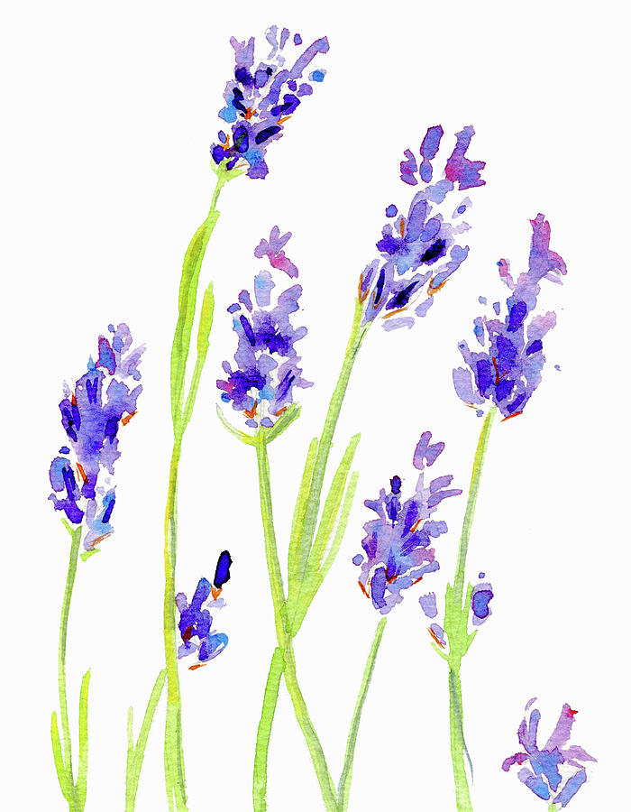 Watercolor Painting Of Lavender Painting by Ikon Ikon Images