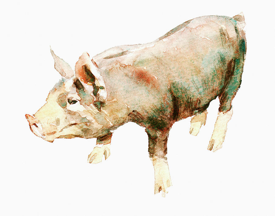 Animal Photograph - Watercolor Painting Of Pig by Ikon Ikon Images