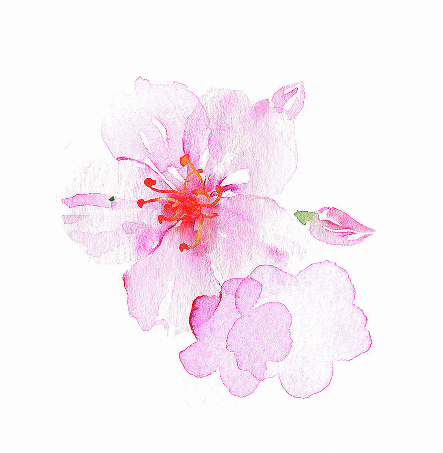 Watercolor Painting Of Pink Blossom Painting by Ikon Images