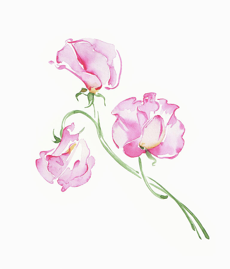 Watercolor Painting Of Pink Sweet Peas Painting by Ikon Images