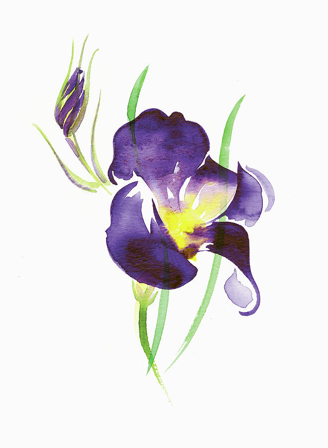 Watercolor Painting Of Purple Iris Painting by Ikon Images