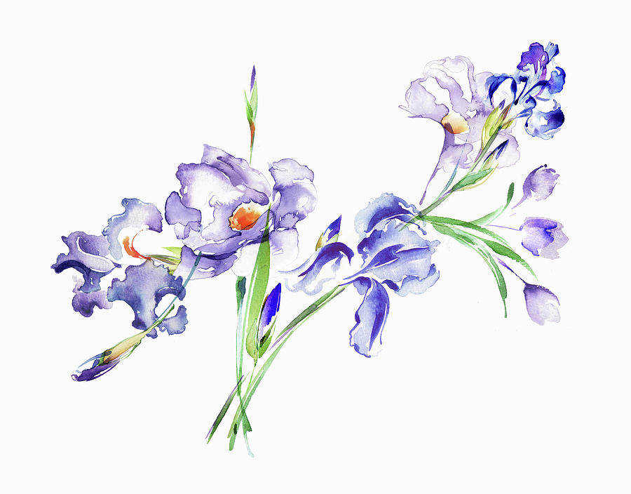 Watercolor Painting Of Purple Irises Painting by Ikon Images