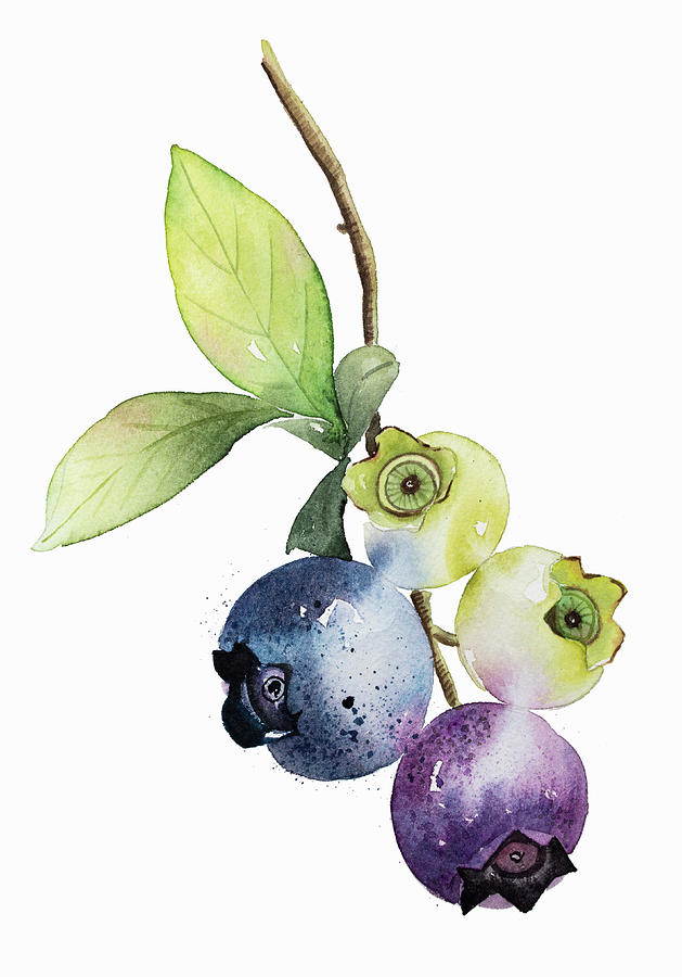Blueberry Painting - Watercolor Painting Of Ripening by Ikon Images