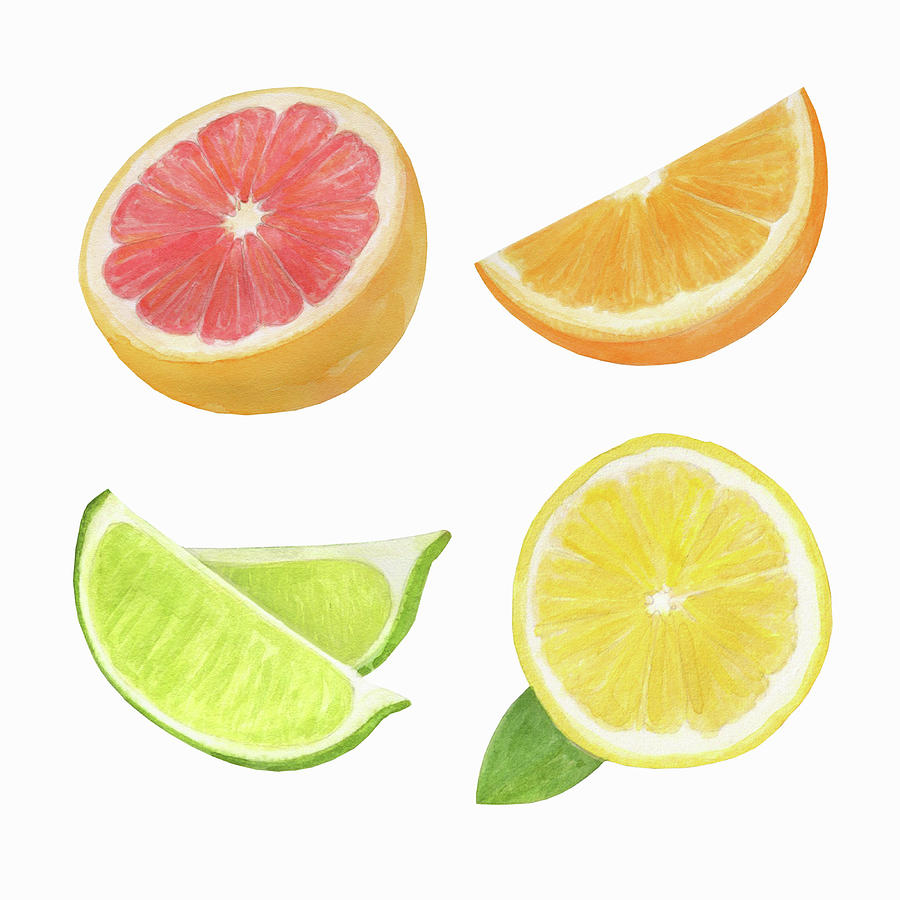 Watercolor Painting Of Slices Of Citrus Painting by Ikon Images