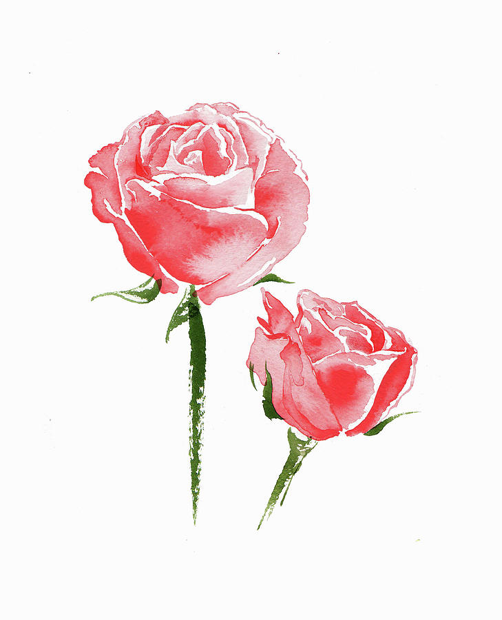 Watercolor Painting Of Two Pink Roses Painting by Ikon Images