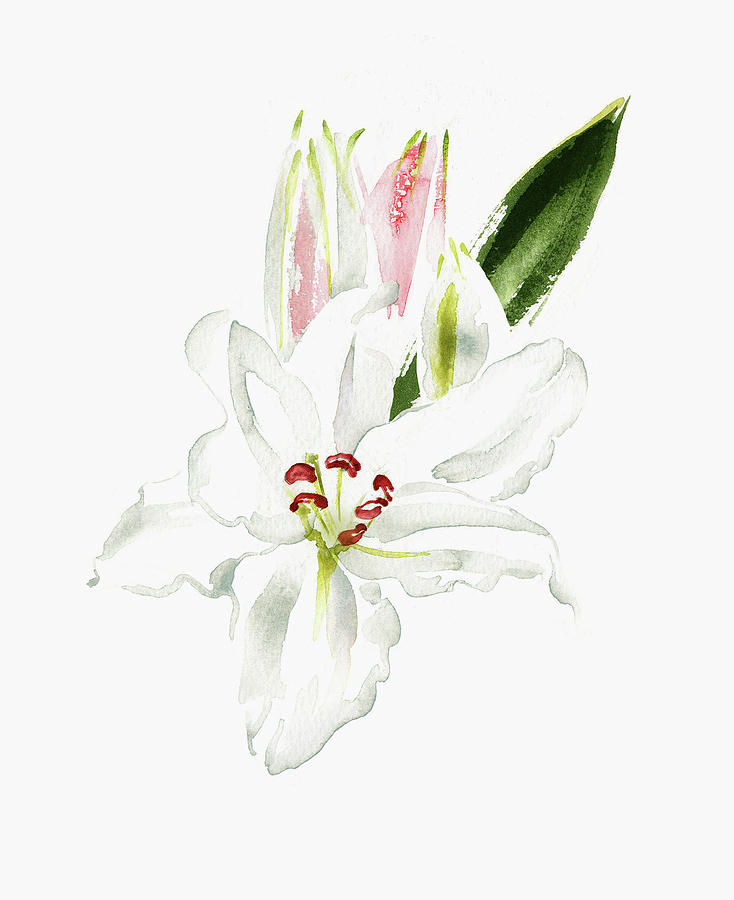 Watercolor Painting Of White Lily Painting by Ikon Images