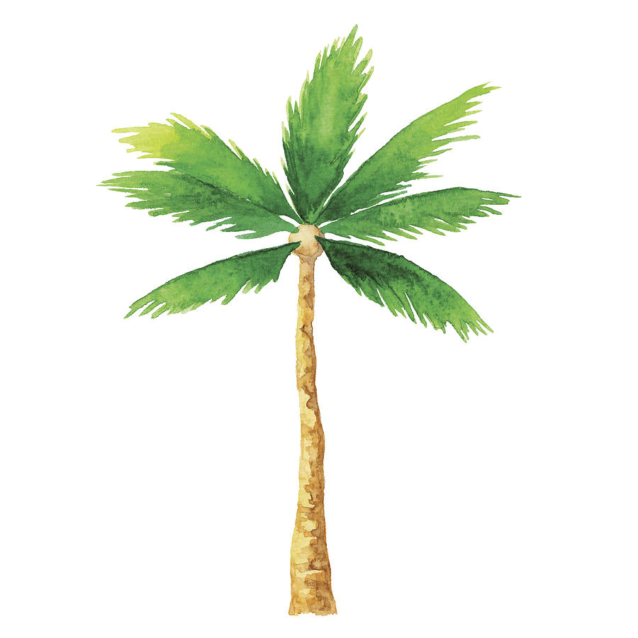 Watercolor Palm Tree Drawing by Saemilee
