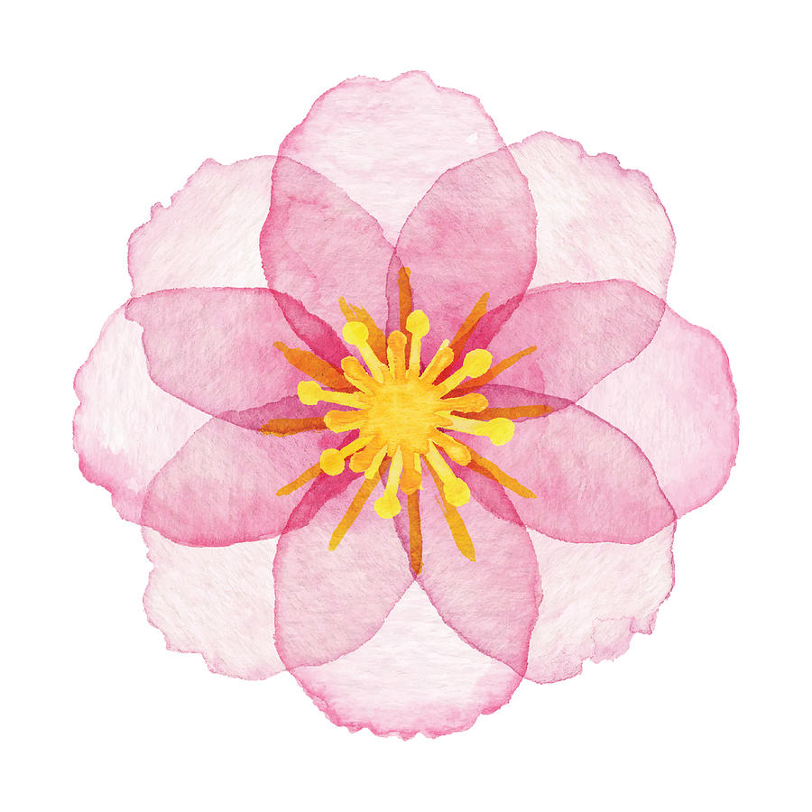 Watercolor Pink Flower Drawing by Saemilee Watercolor Pink Flower Drawing by Saemilee