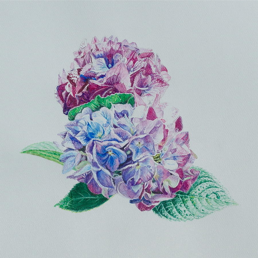Watercolored Hydrangea Painting by Michele Myers