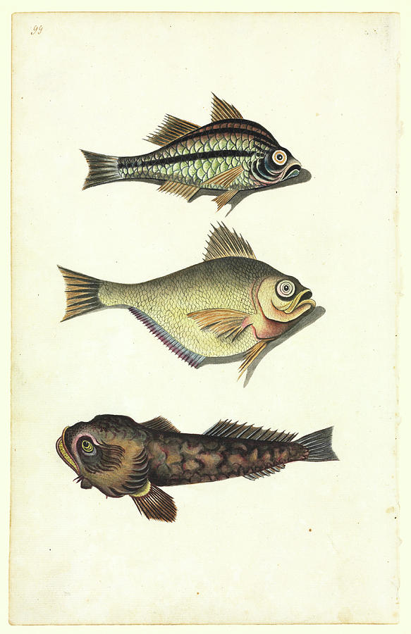 Watercolour 50 From Watling Collection Photograph by Natural History Museum, London