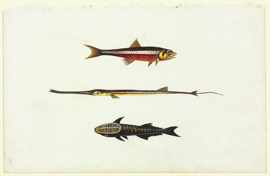 Watercolour 58 From Watling Collection Photograph by Natural History Museum, London