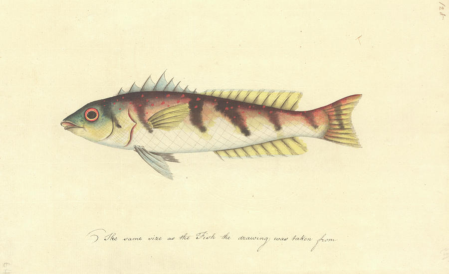 Watercolour 63 Of The Watling Collection Photograph by Natural History Museum, London