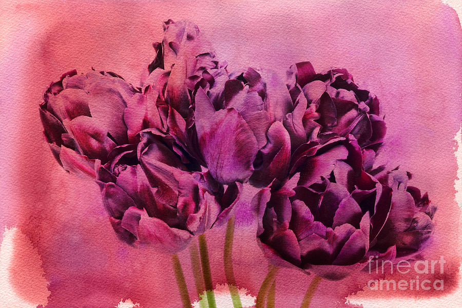 Tulip Photograph - Watercolour Tulips by Ann Garrett