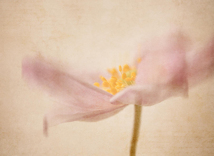 Flower Photograph - Watercolour Whispers by Amy Weiss