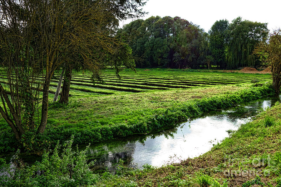 Vegetable Photograph - Watercress Field by Olivier Le Queinec