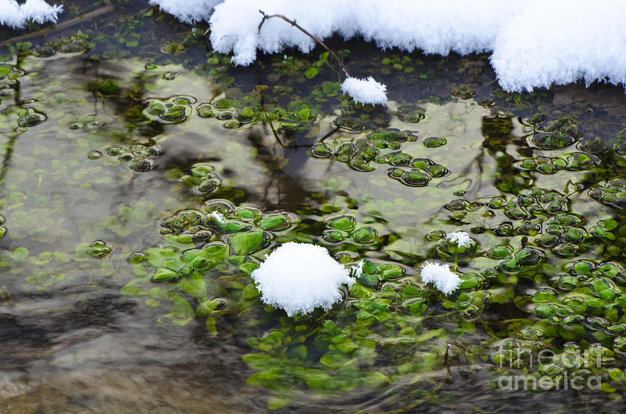 Watercress Snowcone Photograph by Dan Hefle