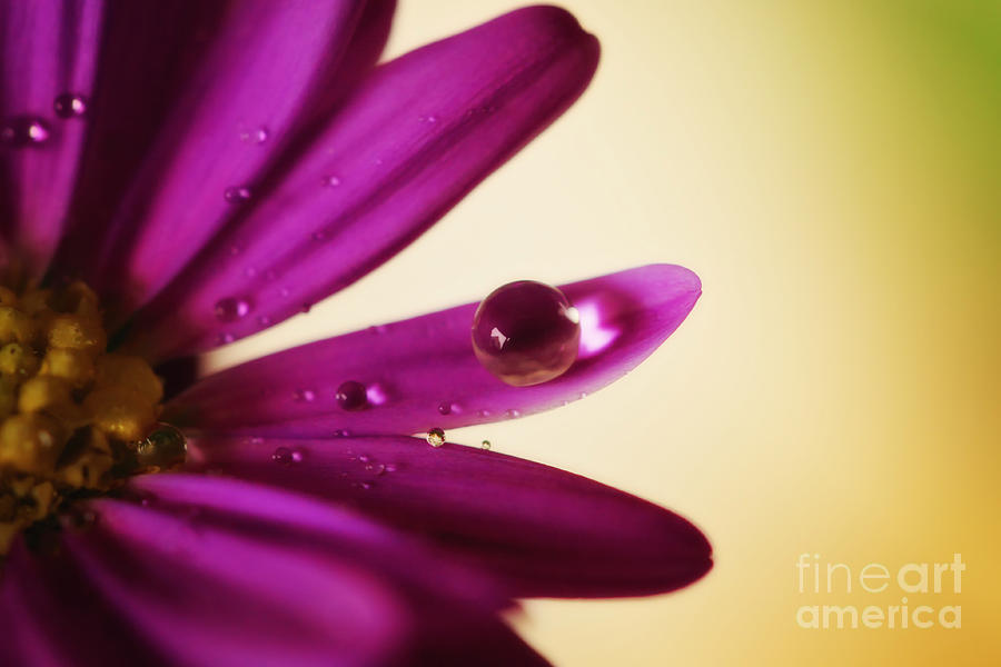Daisy Photograph - Waterdrop on a daisy by LHJB Photography