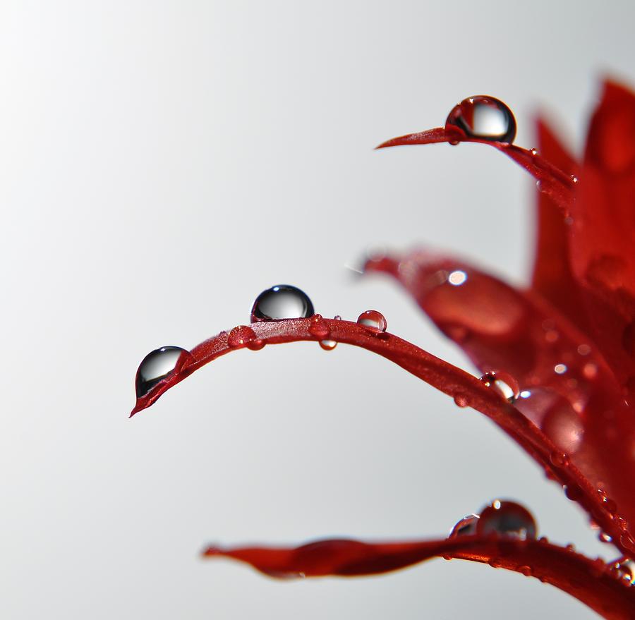 Waterdroplets On Cactus Petals Photograph by Nicole Bechaz