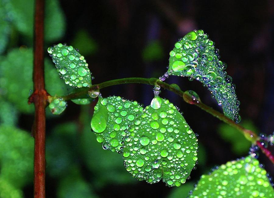 Nature Photograph - Waterdrops In Color  by Jeff Swan