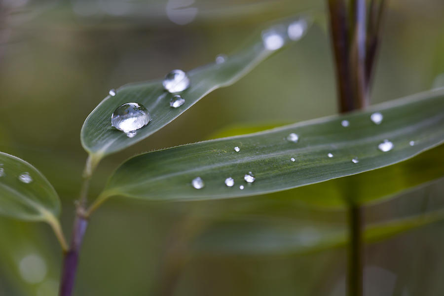 Waterdrops Photograph