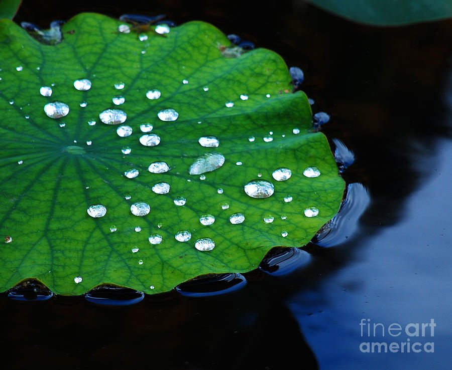 Waterdrops on Lilypad Photograph by Nancy Mueller