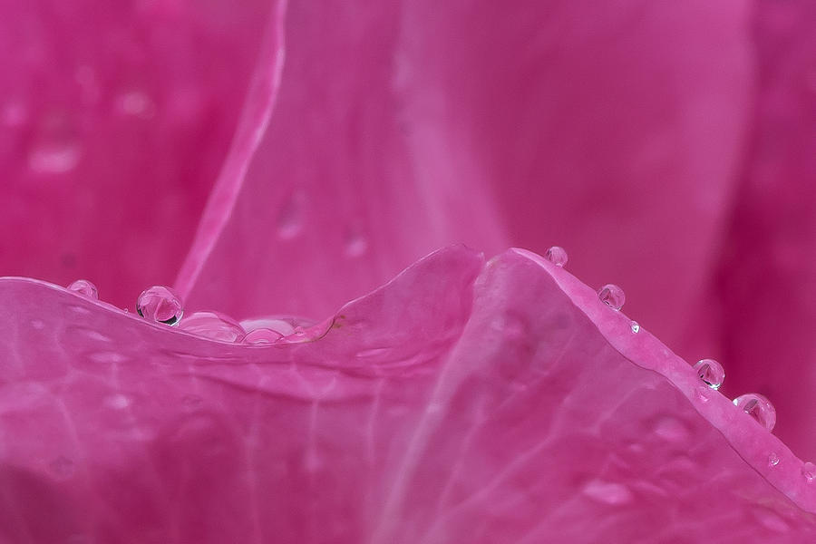 Waterdrops on Rose Petals Photograph by Paul Johnson