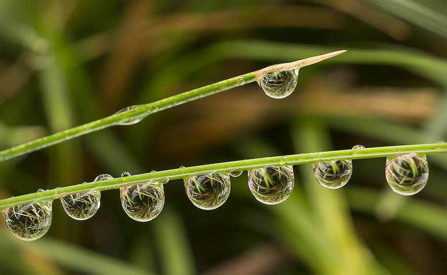 Waterdrops with Reflection Photograph by Mariola Szeliga
