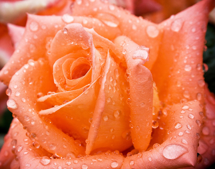 Watered Rose Photograph by Paul DeRocker