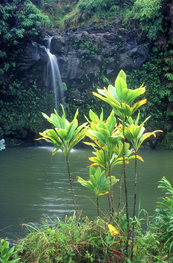 Waterfall and Pool Hana Highway Maui Hawaii Photograph by John Burk
