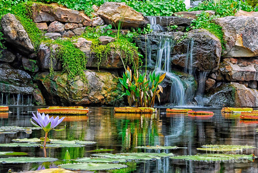 Waterfall And The Water Lily Photograph