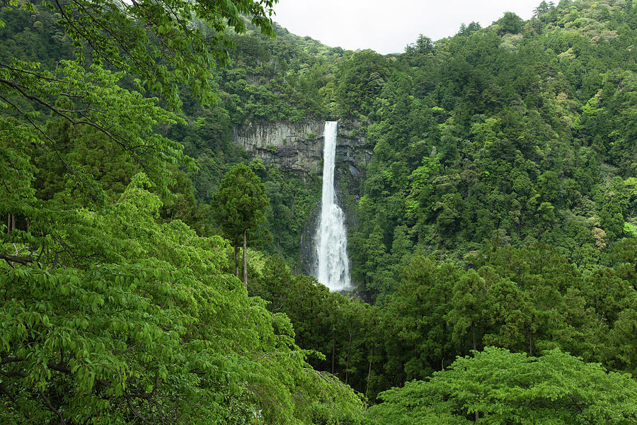 Waterfall And Virgin Temperate Photograph by Ippei Naoi