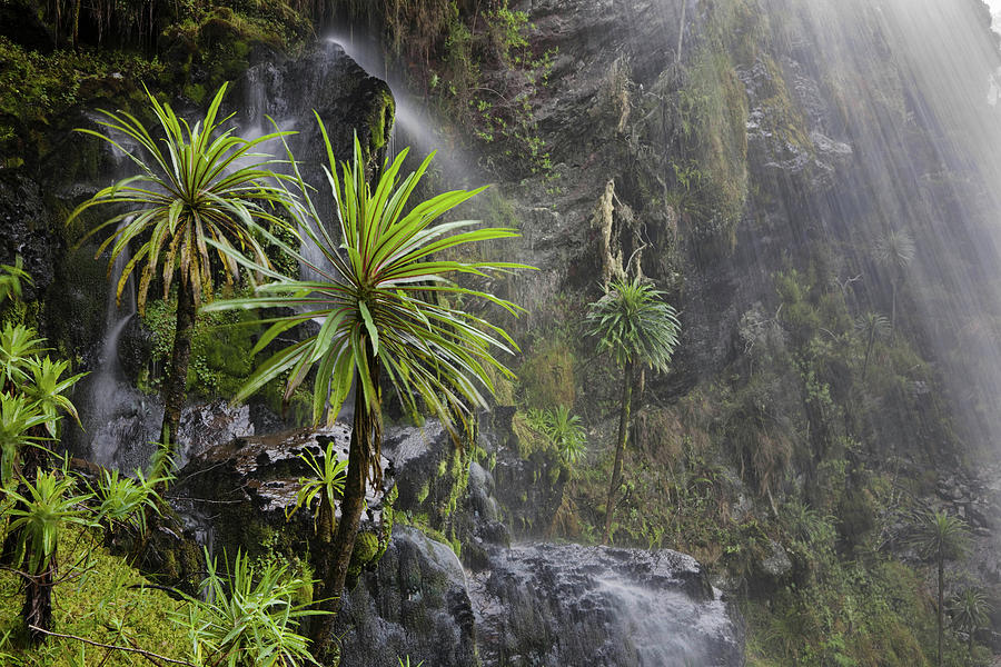 Landscape Photograph - Waterfall At Mount Stanley, Ruwenzori by Martin Zwick