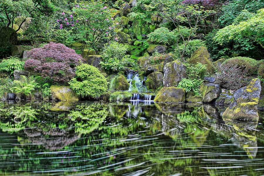 Waterfall at Portland Japanese Garden Photograph by David Gn