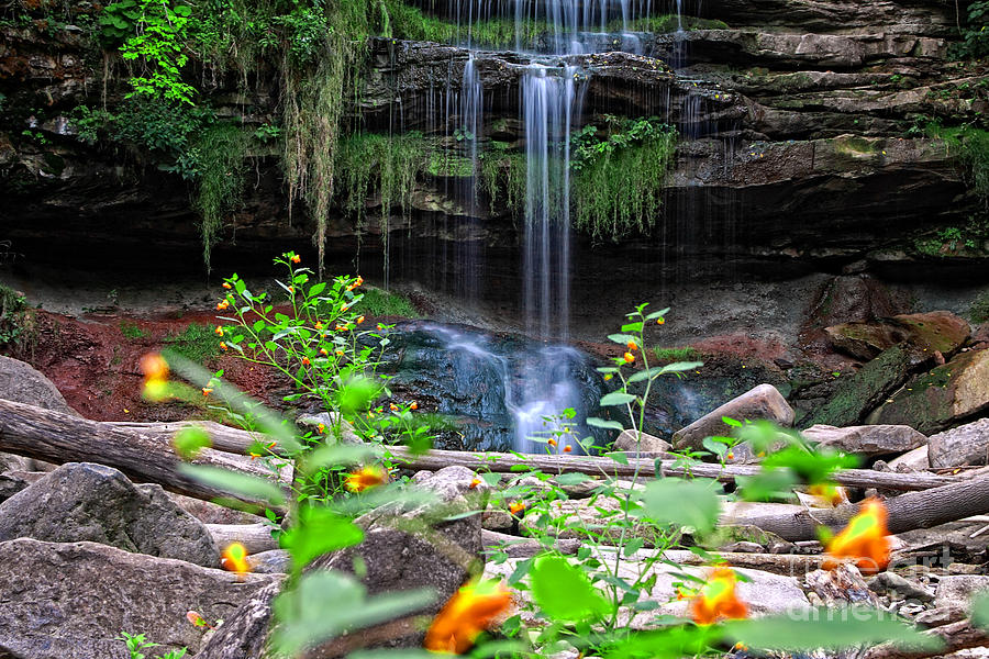 Waterfall behind Jewelweed Photograph by Charline Xia