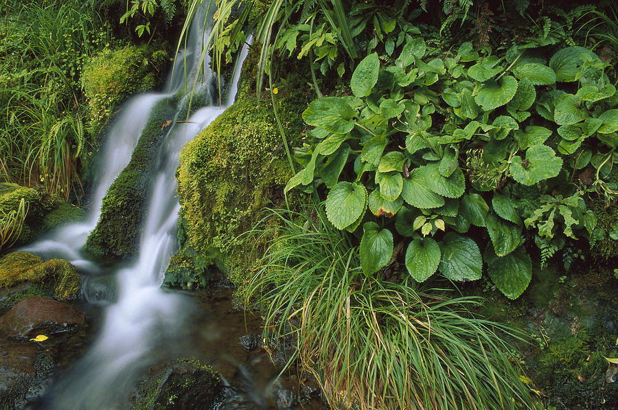 Waterfall Egmont Np New Zealand Photograph by Shaun Barnett