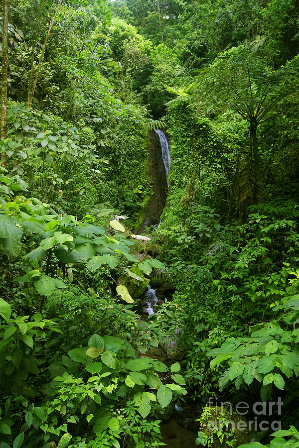 waterfall in Costa Ricas jungle Photograph by Rudi Prott