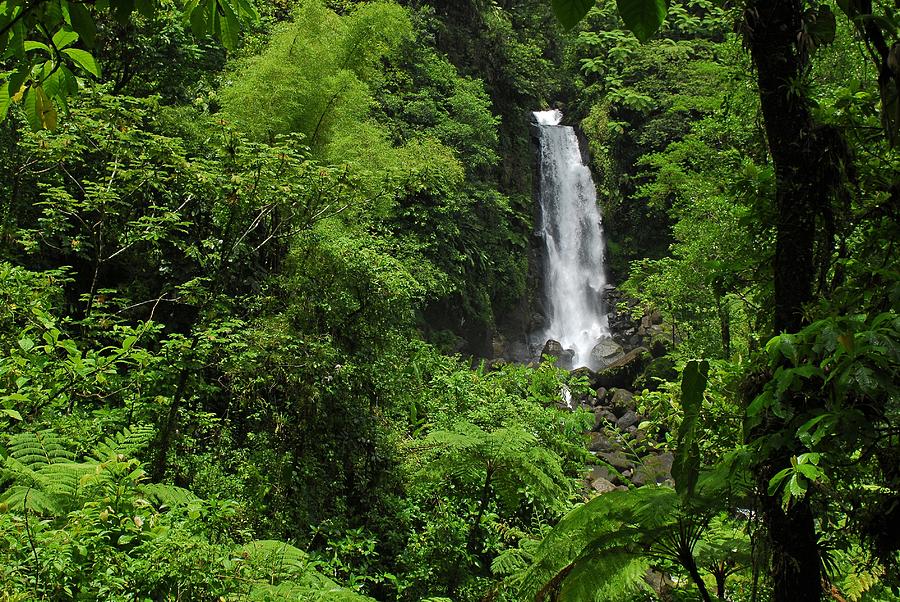 Waterfall in Dominica Photograph by Willie Harper