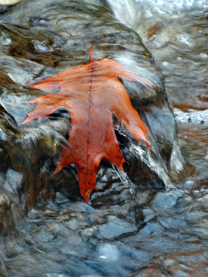 Waterfall Leaf Photograph by David T Wilkinson