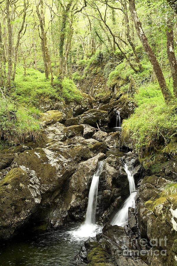Waterfall through woodland Photograph by Liz Leyden