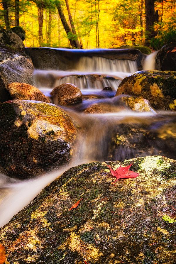 Waterfall With Red Maple Leaf. Photograph by Jeff Sinon