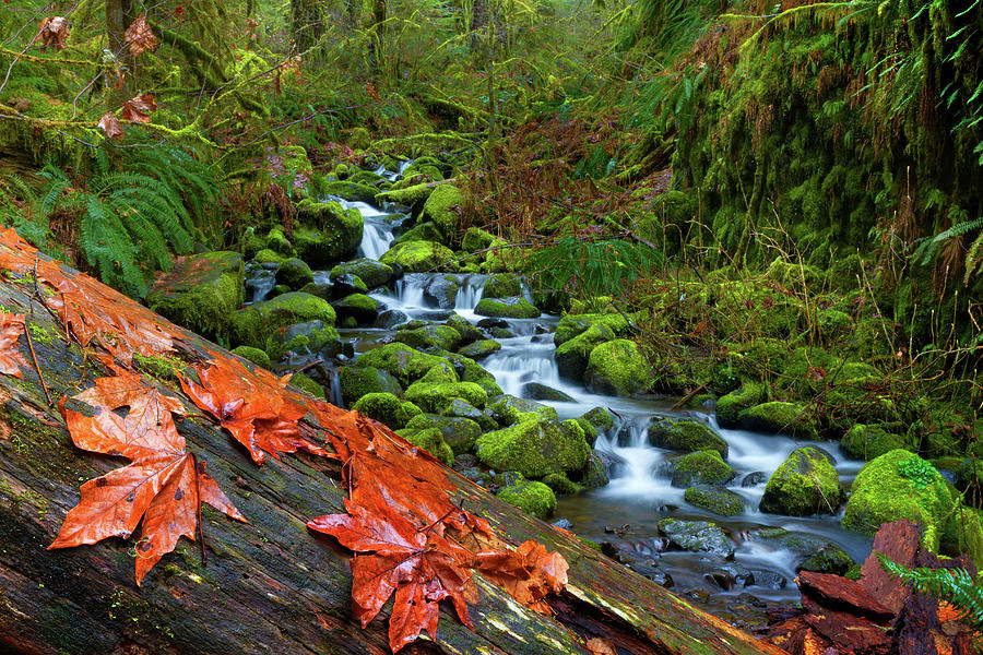 Waterfalls At Eagle Creek, Oregon Photograph by Anna Gorin