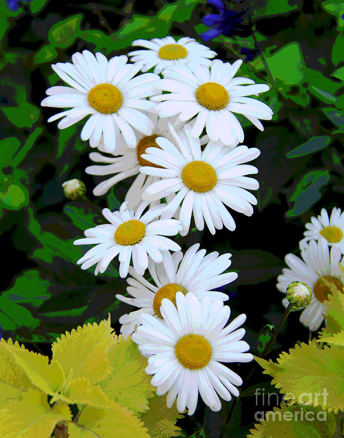 Waterford Daisies Photograph by Larry Oskin
