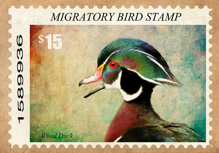 Drake Photograph - Waterfoul Stamp by Steve McKinzie