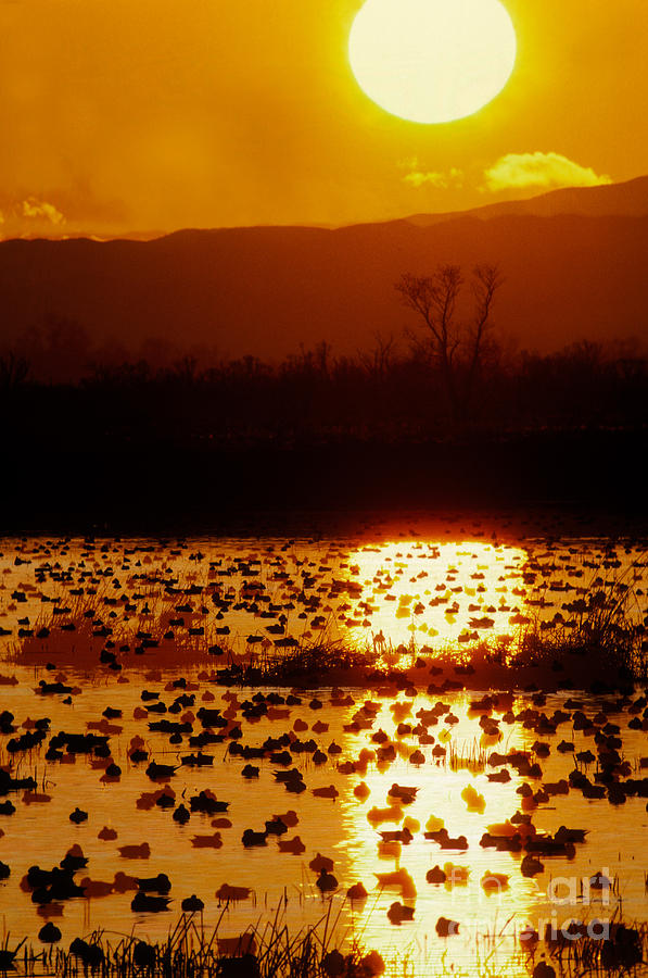 Waterfowl At Sunset Photograph by Ron Sanford
